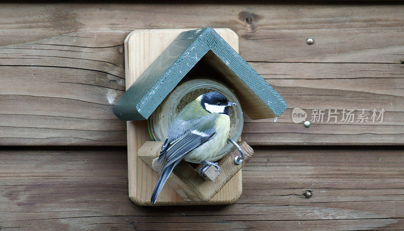 大山雀(Parus major)进食